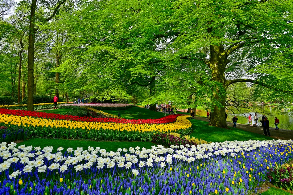 荷蘭-庫肯霍夫花園鬱金香
