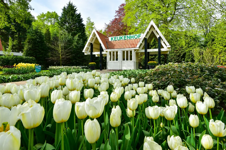 荷蘭-庫肯霍夫花園鬱金香