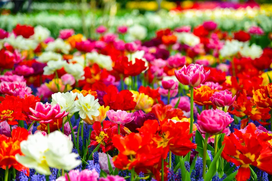 荷蘭-庫肯霍夫花園鬱金香