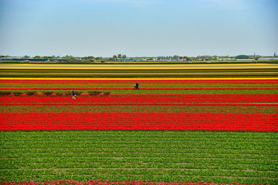 荷蘭-庫肯霍夫花園鬱金香