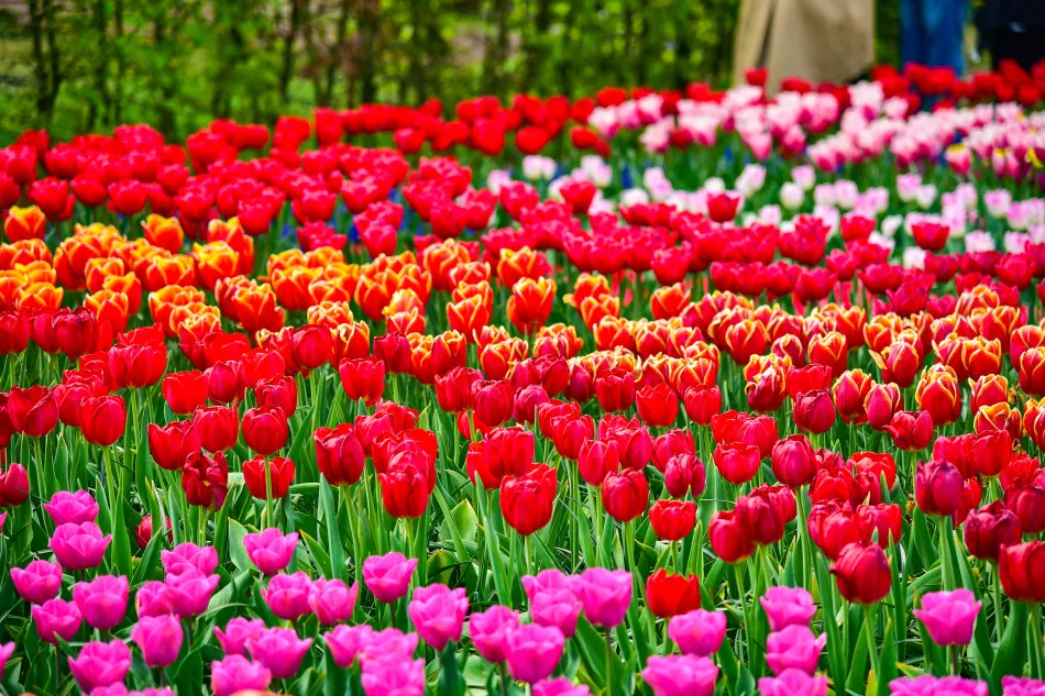 荷蘭-庫肯霍夫花園鬱金香