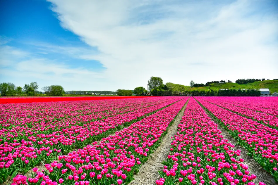 荷蘭-庫肯霍夫花園鬱金香
