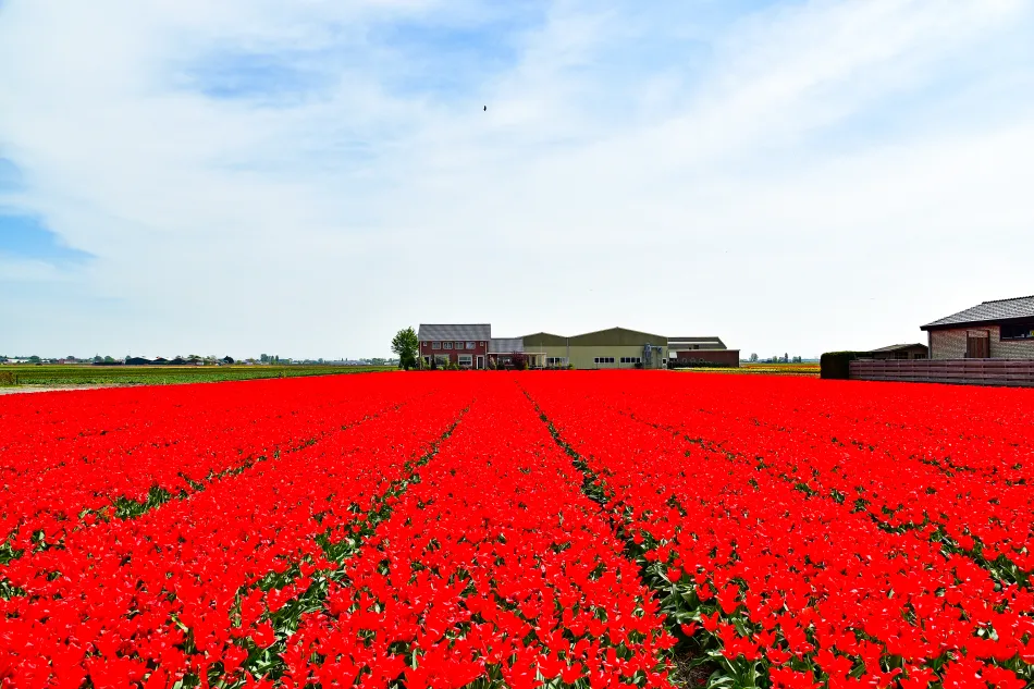 荷蘭-庫肯霍夫花園鬱金香