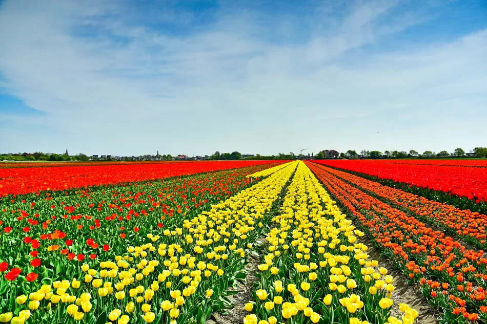 荷蘭-庫肯霍夫花園鬱金香