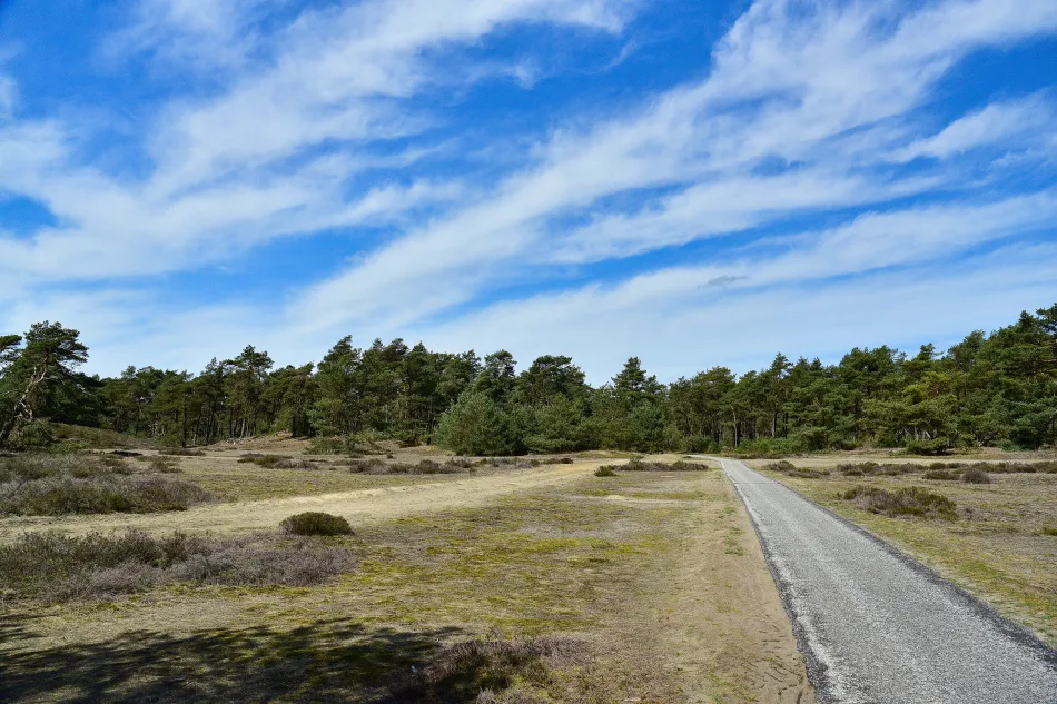荷蘭-高費呂韋國家公園（梵谷森林）
