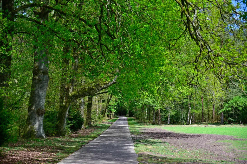 荷蘭-高費呂韋國家公園（梵谷森林）