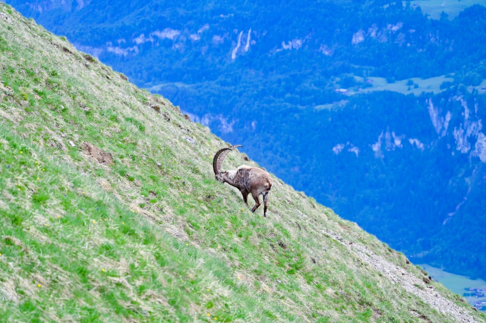瑞士-布里恩茨-阿爾卑斯野山羊（Capra ibex）