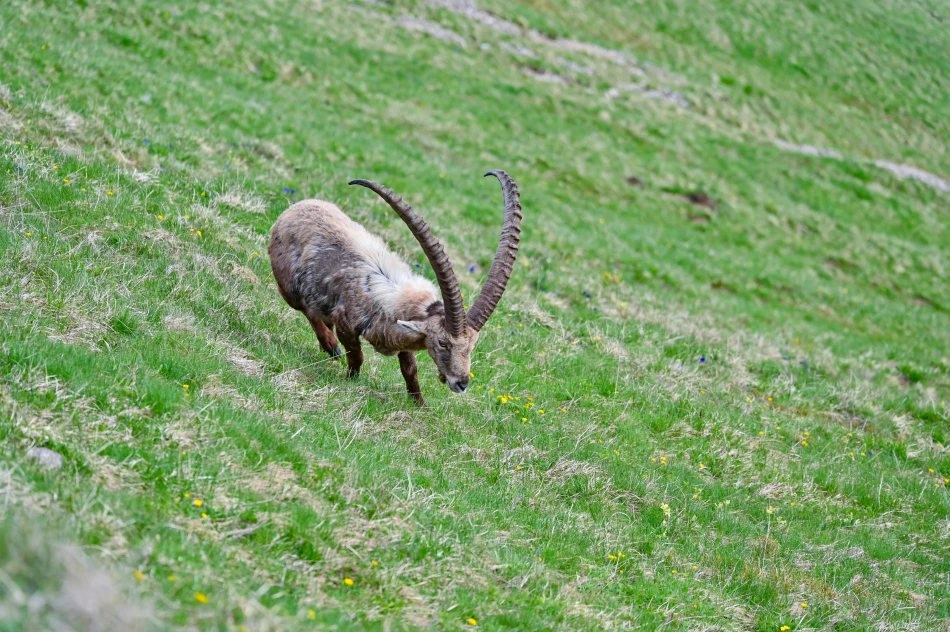 瑞士-布里恩茨-阿爾卑斯野山羊（Capra ibex）