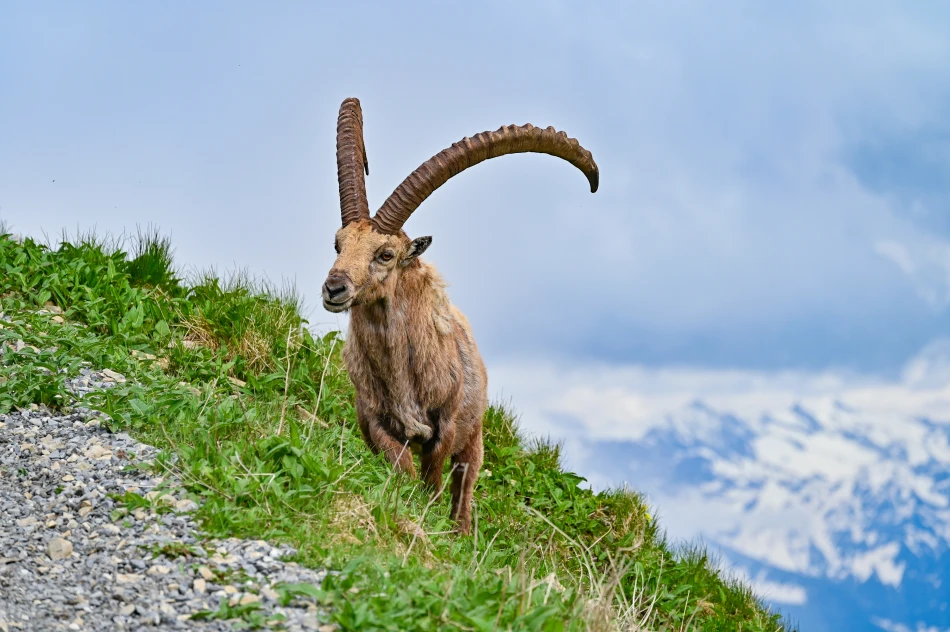 瑞士-布里恩茨-阿爾卑斯野山羊（Capra ibex）